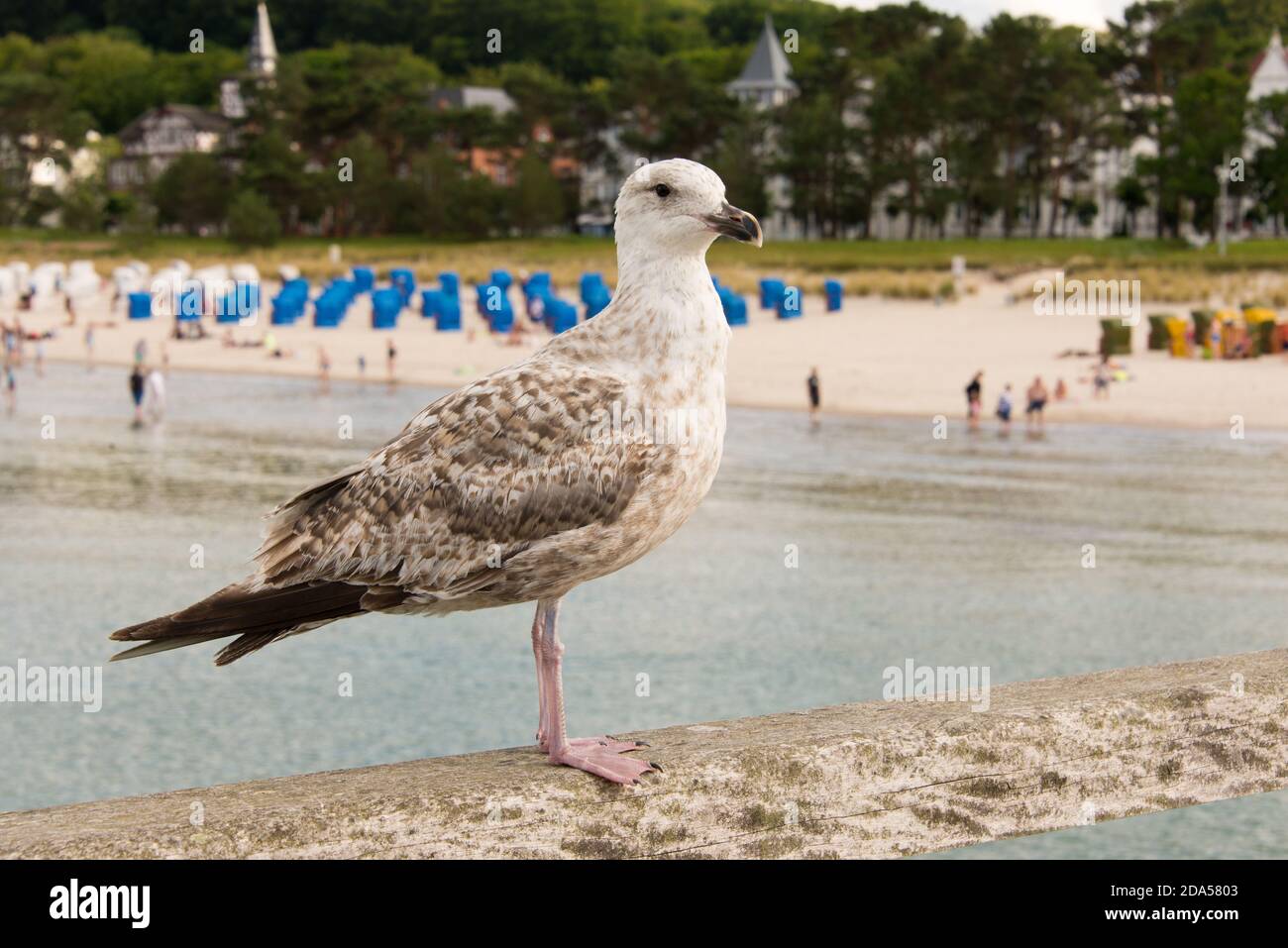Eine junge Möwe schaut misstrauisch auf dem Steg von Binz in Rügen - a young seagull watches mistrustful sitting on the jetty at Binz in Rügen island Stock Photo
