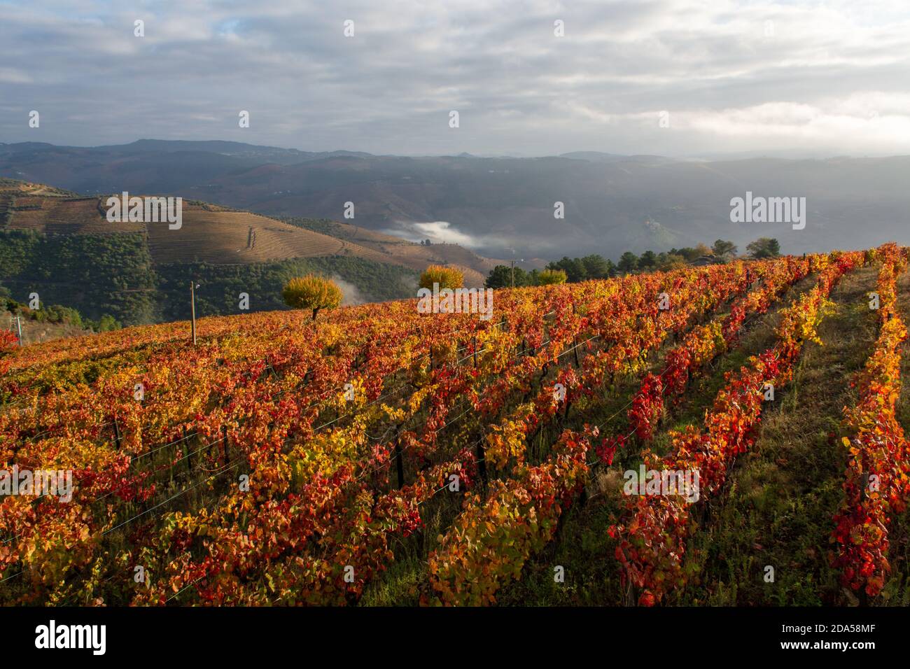 Colorful autumn landscape of oldest wine region in world Douro valley