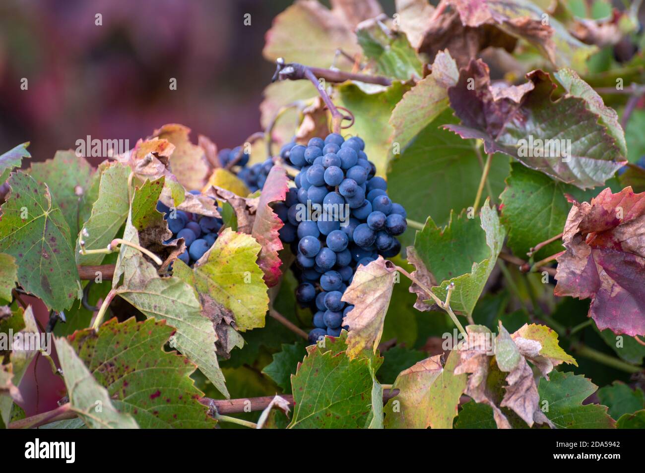 Colorful leaves and ripe black grapes on terraced vineyards of Douro river valley near Pinhao in autumn, Portugal, close up Stock Photo