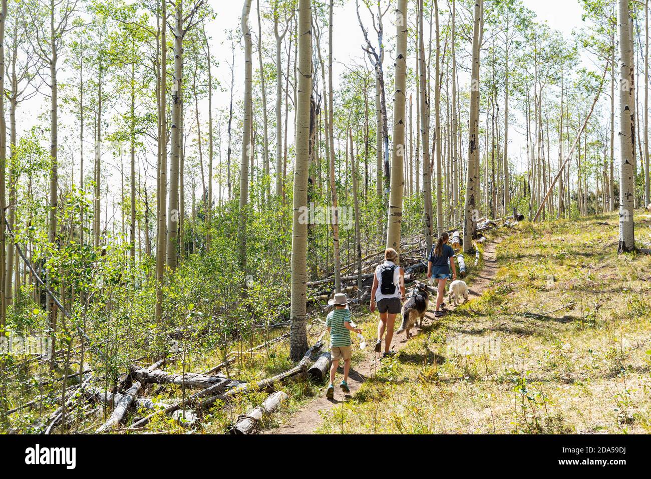 Family hiking in forest of Aspen trees Stock Photo