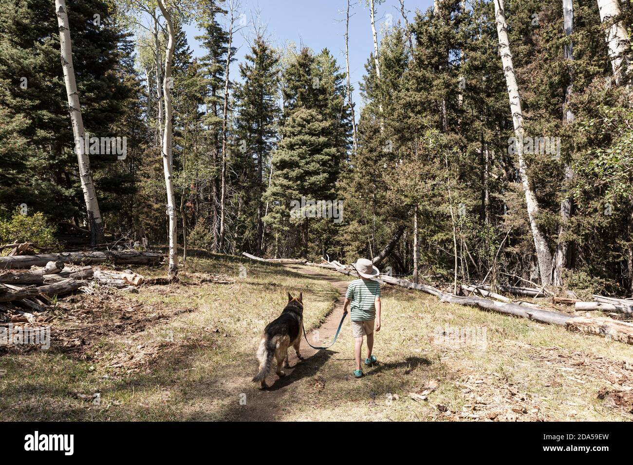7 year old boy walking his dog in forest of Aspen trees Stock Photo