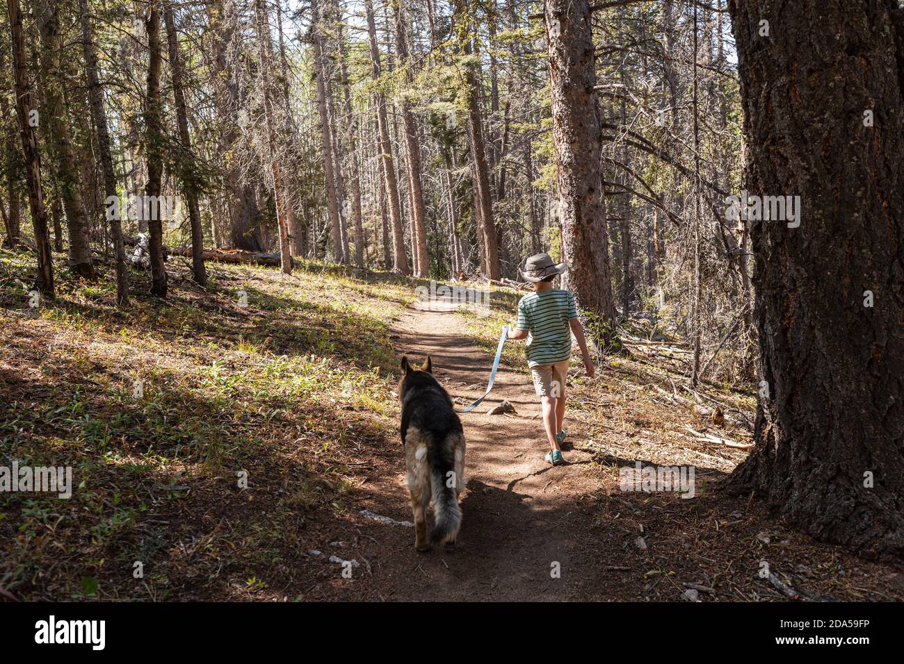 7 year old boy walking his dog in forest of Aspen trees Stock Photo