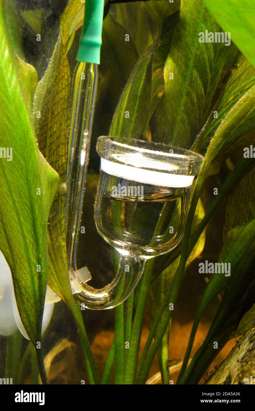 Co2 diffuser with aquarium plants, for the diffusion of co2 or carbon dioxide in an aquarium for the growth of aquatic plants. Stock Photo
