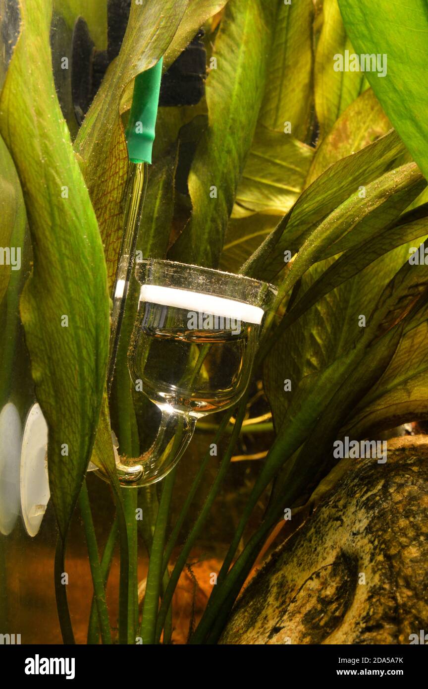 Co2 diffuser with aquarium plants, for the diffusion of co2 or carbon