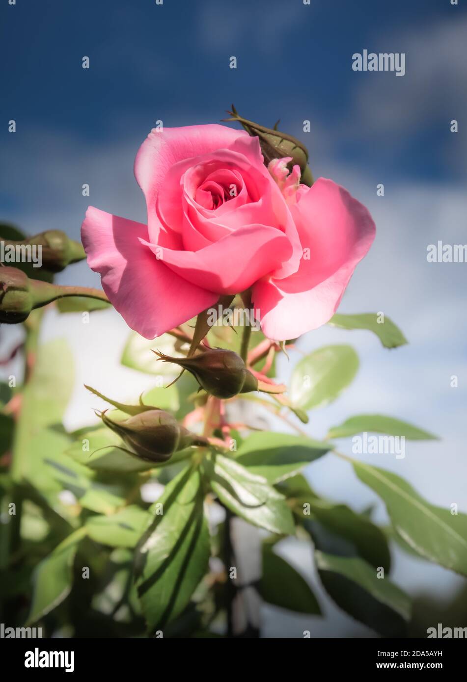An uplifting view of a single fully bloomed Queen Elizabeth pink rose with buds and stems against a distant blue sky with soft out of focus clouds Stock Photo