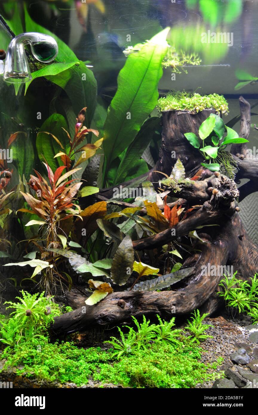 Beautiful aquatic decor in an aquarium, with aquatic plants. This is aquascaping Stock Photo