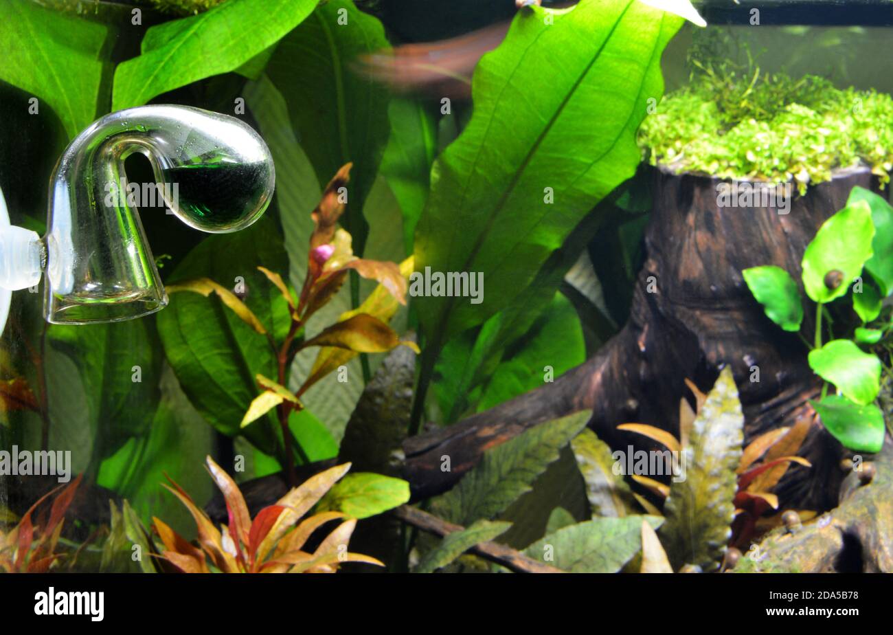 Drop checker with aquarium plants, to control the amount of co2 or