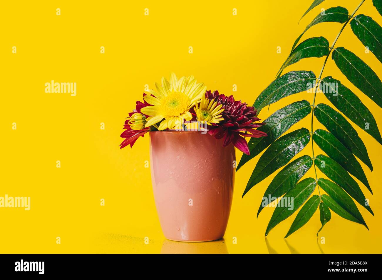 yellow and pink gerbera flowers in a pink cup on a yellow background  Stock Photo