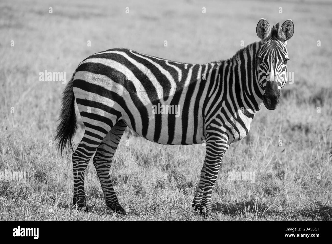 Africa Kenya Laikipia Plateau Ol Pejeta Conservancy Burchell S Zebra Equus Quagga Burchellii In Grassland Habitat B W Stock Photo Alamy
