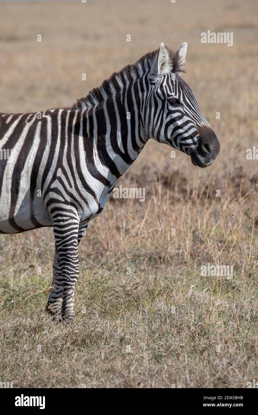 Africa, Kenya, Laikipia Plateau, Ol Pejeta Conservancy. Burchell's