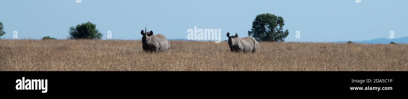 Africa, Kenya, Laikipia Plateau, Northern Frontier District, Ol Pejeta Conservancy. Black rhinoceros (WILD: Diceros bicornis) aka hook-lipped, Critica Stock Photo