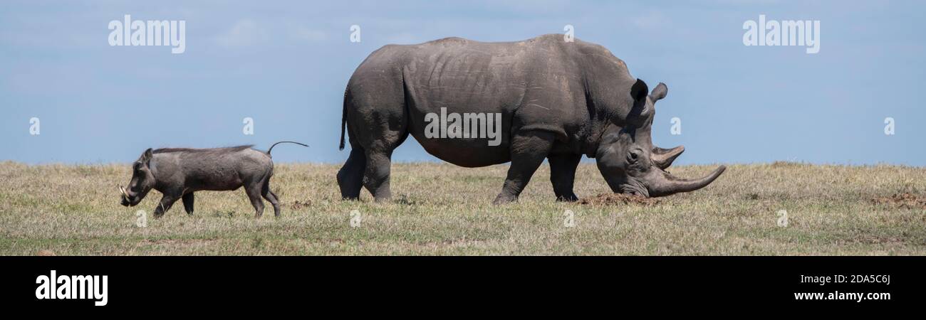 Africa, Kenya, Laikipia Plateau, Ol Pejeta Conservancy. Southern white rhinoceros aka square-lipped rhinoceros (Ceratotherium simum simum). Stock Photo