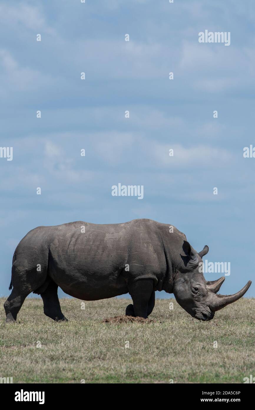 Africa, Kenya, Laikipia Plateau, Ol Pejeta Conservancy. Southern white rhinoceros aka square-lipped rhinoceros (Ceratotherium simum simum). Stock Photo