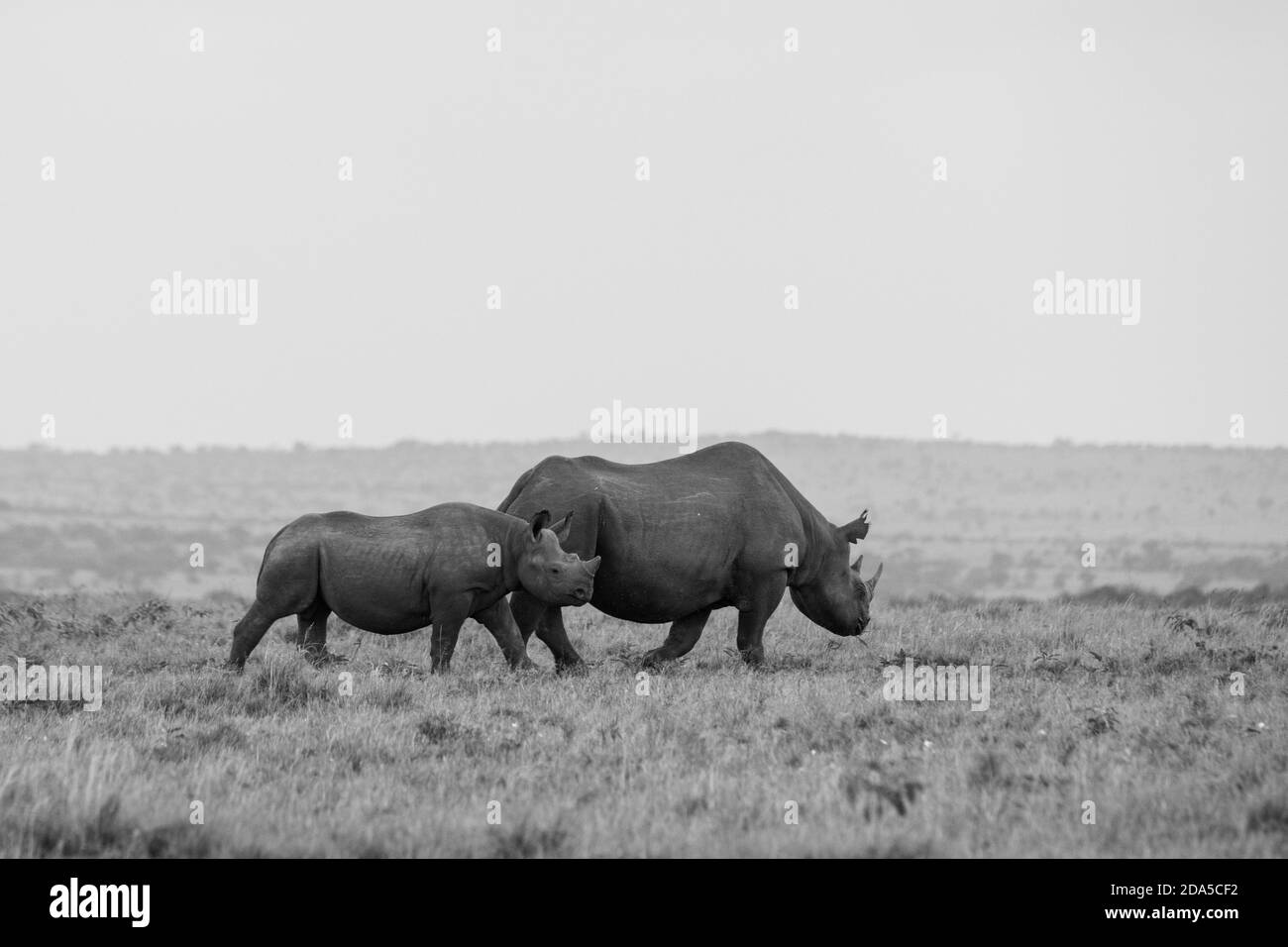 Africa, Kenya, Northern Serengeti Plains, Maasai Mara. Black rhinoceros (WILD: Diceros bicornis) aka hook-lipped, Critically Endangered species. B&W Stock Photo