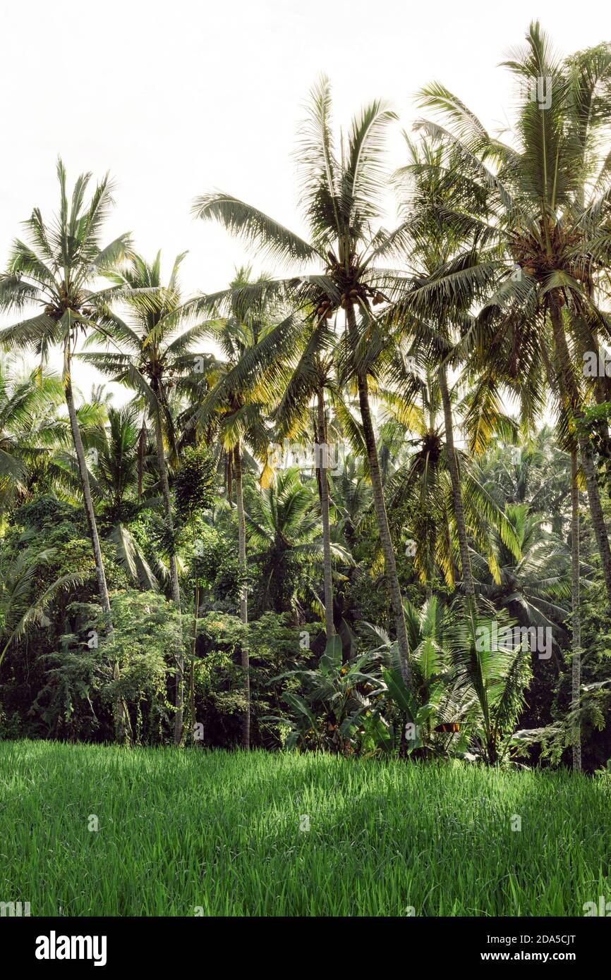 Wild nature in Bali, Indonesia and rice fields Stock Photo