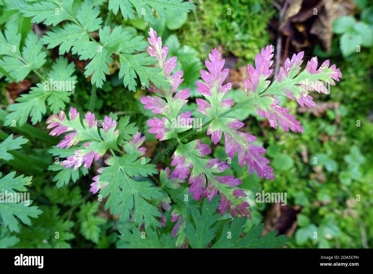 lila Herbstfärbung am Blatt eines Hecken-Kälberkropf (Chaerophyllum temulum), auch Taumel-Kälberkropf - Wanderung auf dem Passeier-Schluchtenweg zwisc Stock Photo