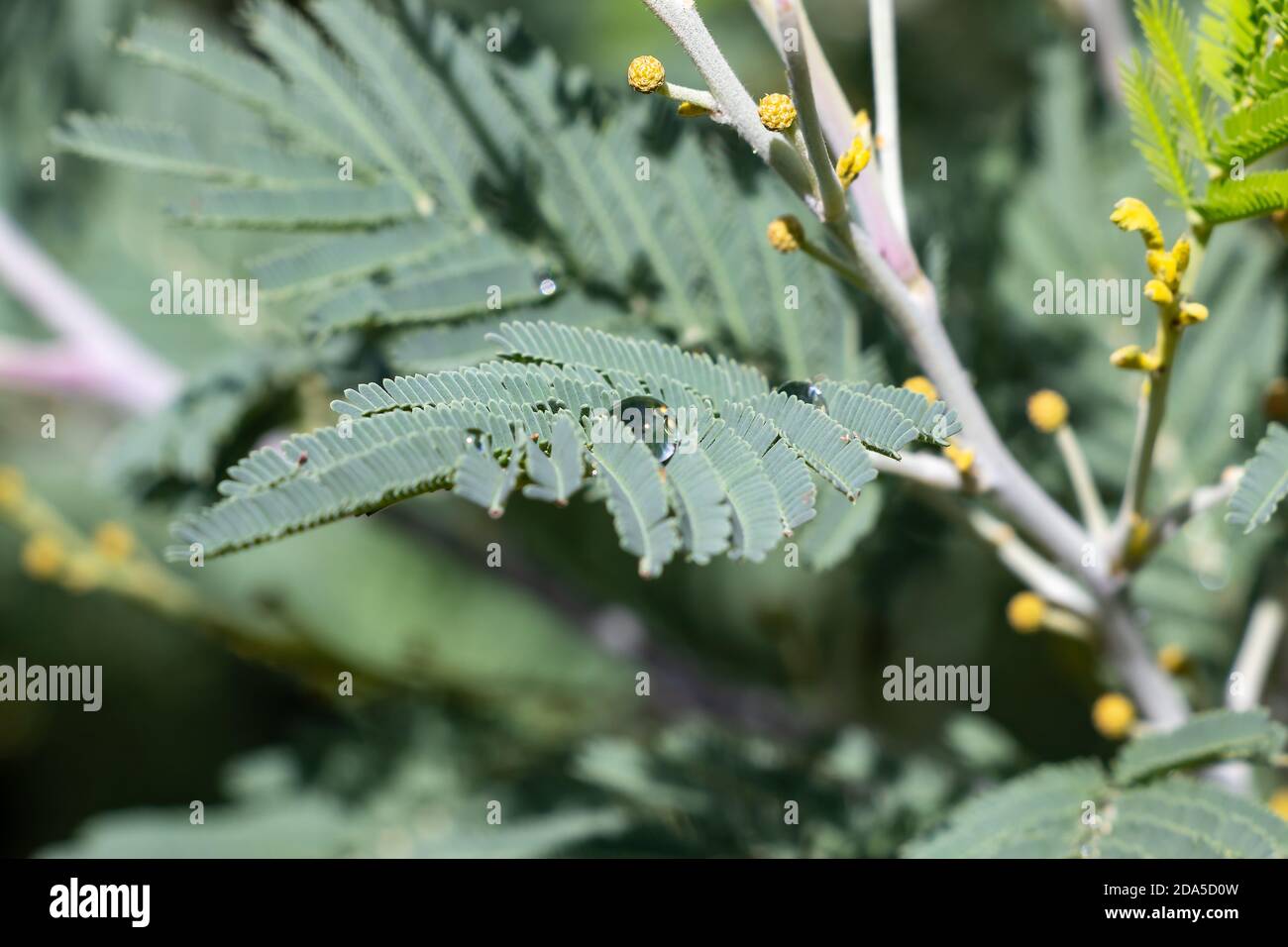 Water drop on fresh green bipinnate leaf Stock Photo