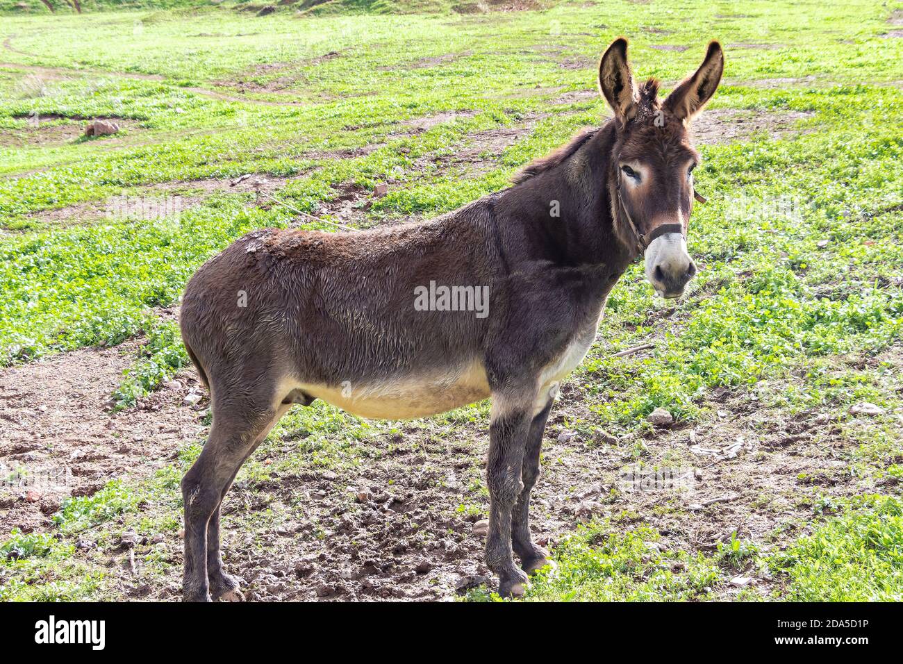 A Mule standing with nature background Stock Photo
