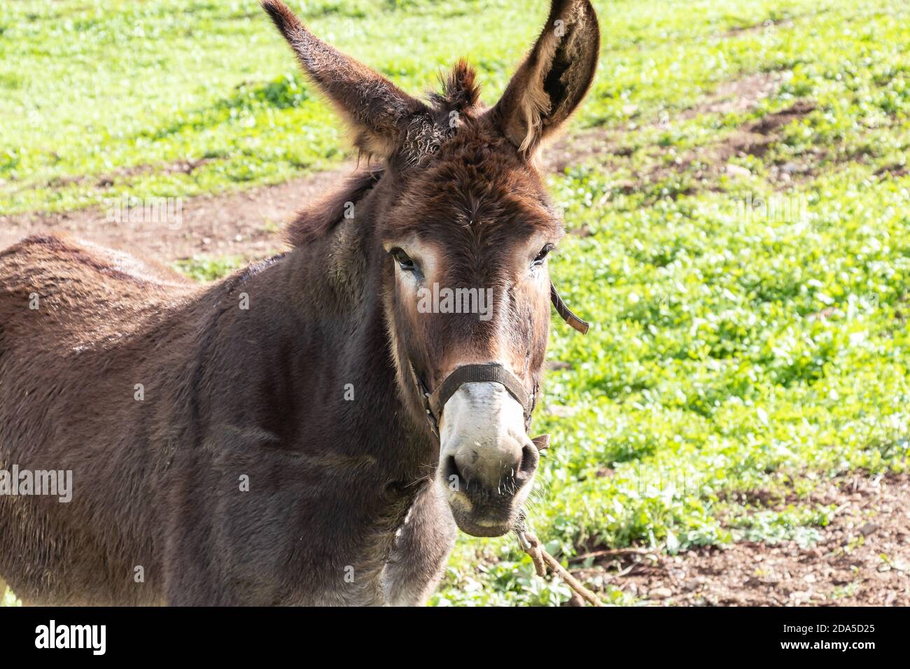 A Mule standing with nature background Stock Photo