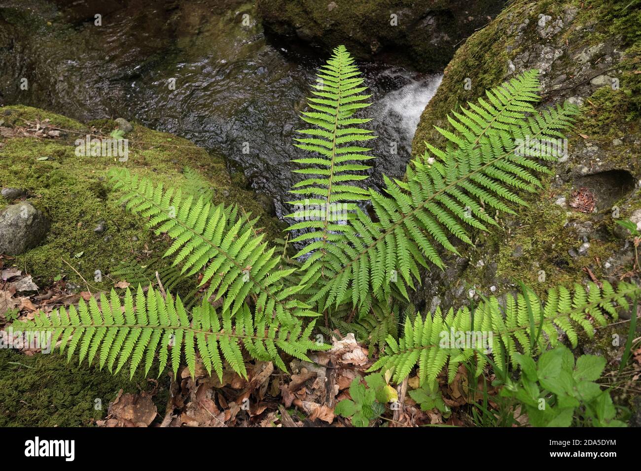 wild fern near water stream of Licopeti Creek in Malabotta Wood, Sicily Stock Photo
