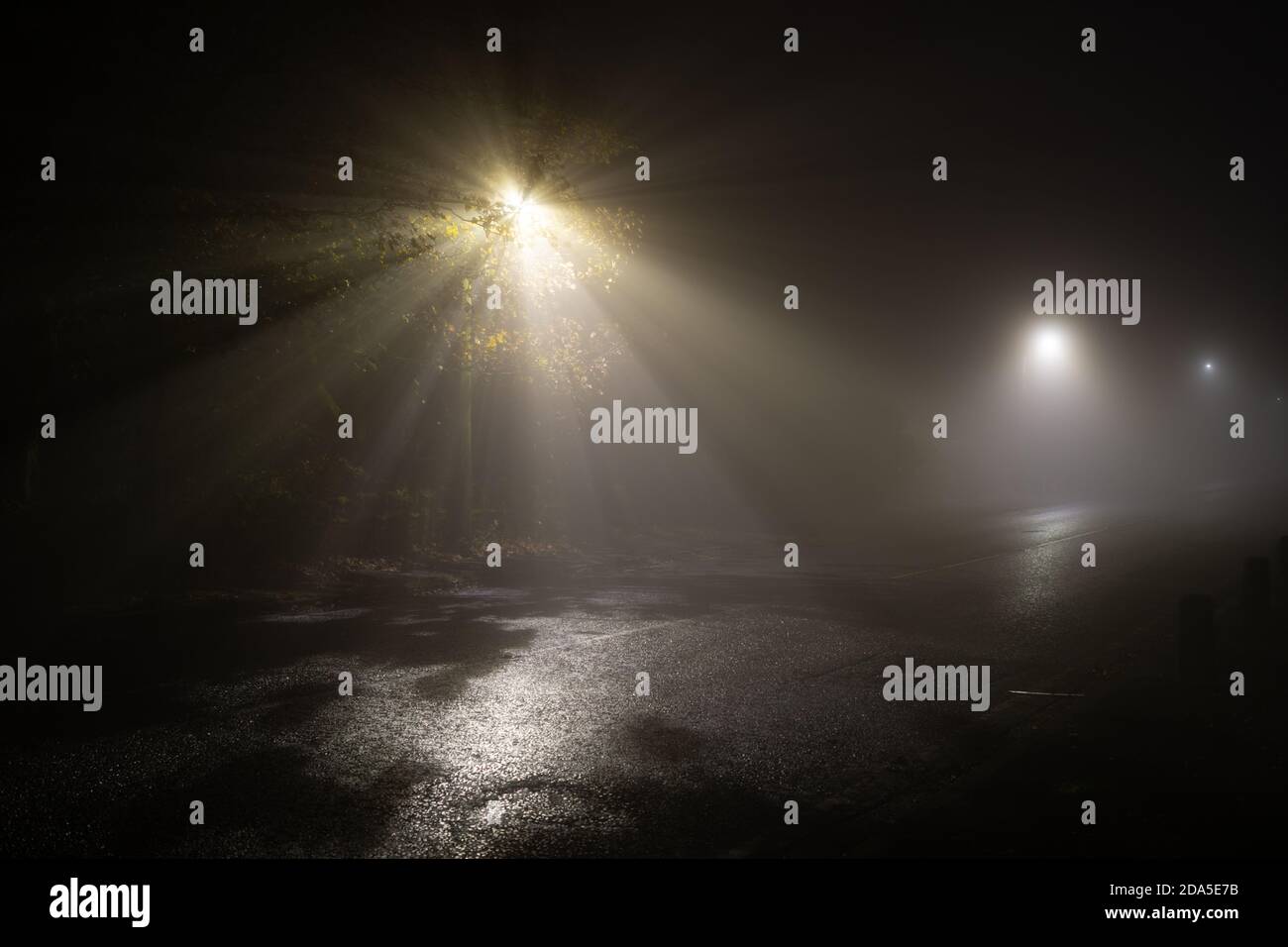 foggy lights