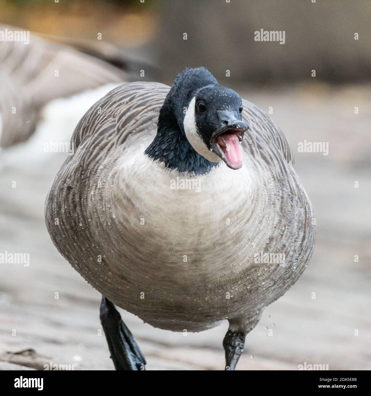 Canada goose sticking tongue out and hissing, confrontational, territorial,  bird, UK Stock Photo - Alamy