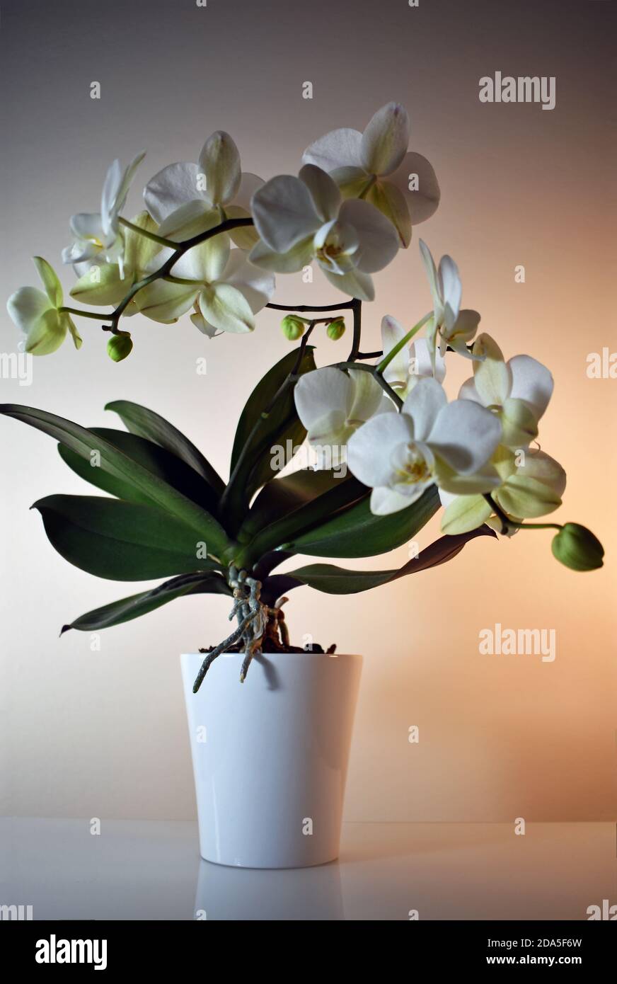 A White Orchid (Phalaenopsis) against a gradually fading white to warm white / orange background. The orchid is potted in a white ceramic vase. Stock Photo