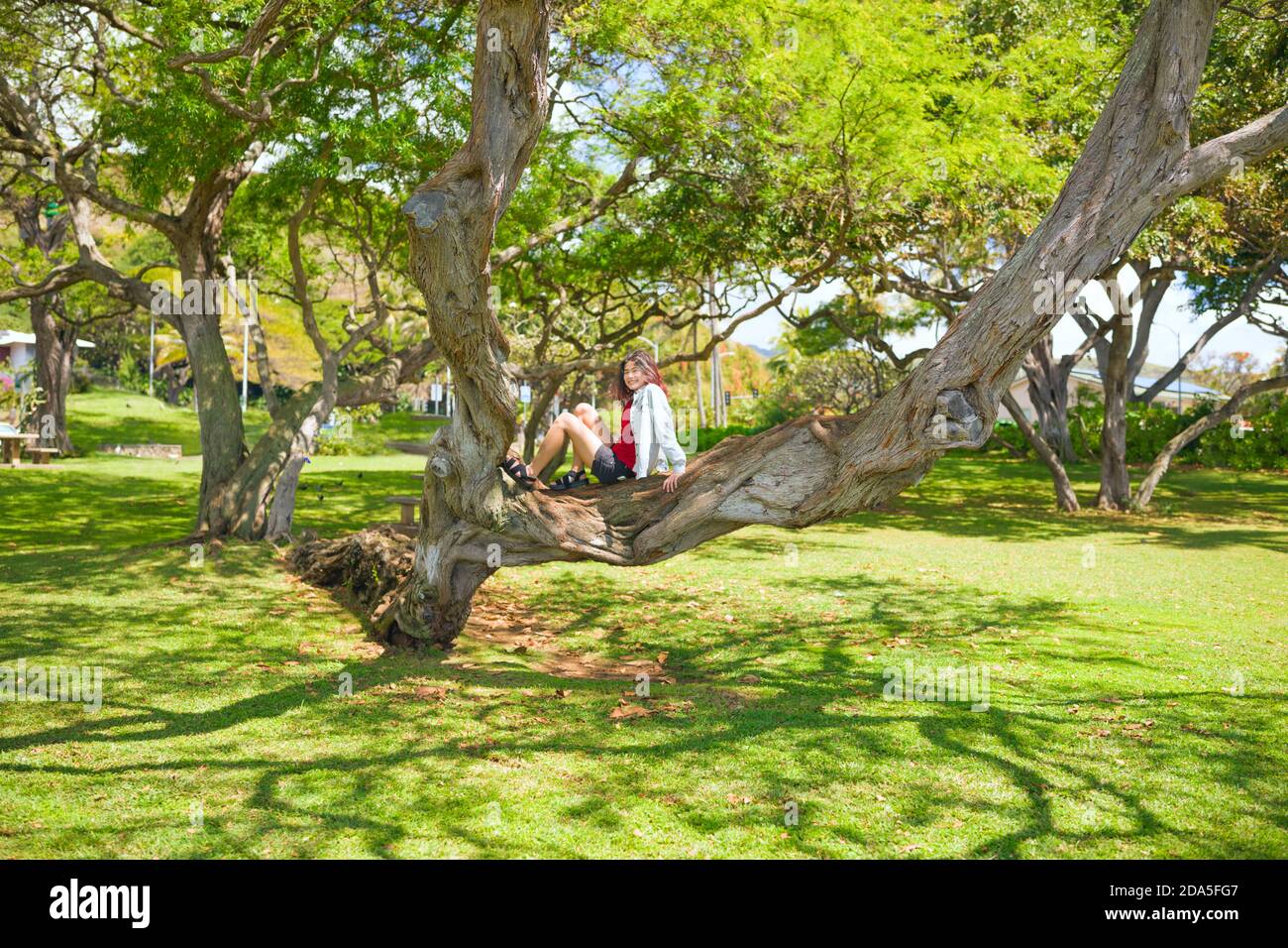 Biracial teen girl resting on large gnarled and twisted tree branch of large tree at a tropical oceanside park on Oahu, Hawaii Stock Photo