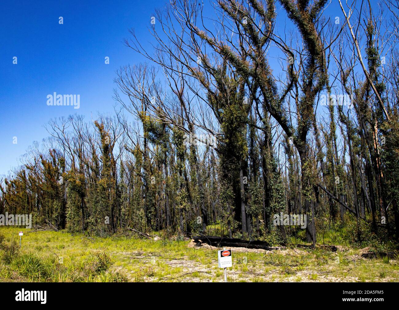 Signs of regrowth on trees burned by bush fires in southern New South Wales during the 2020 Australian summer Stock Photo