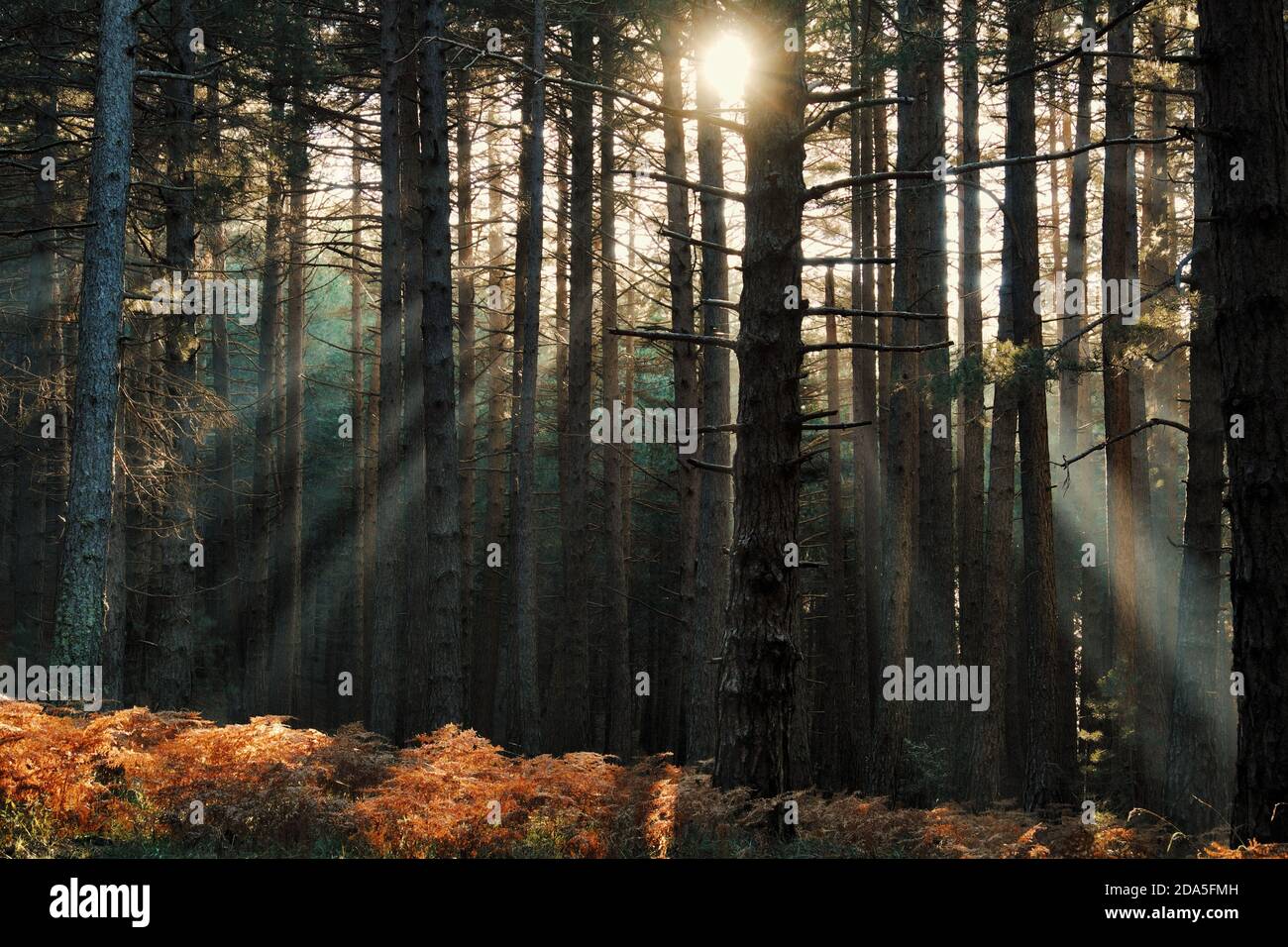 rays of sun shining through the trunk of a pinewood in Etna Park, Sicily Stock Photo