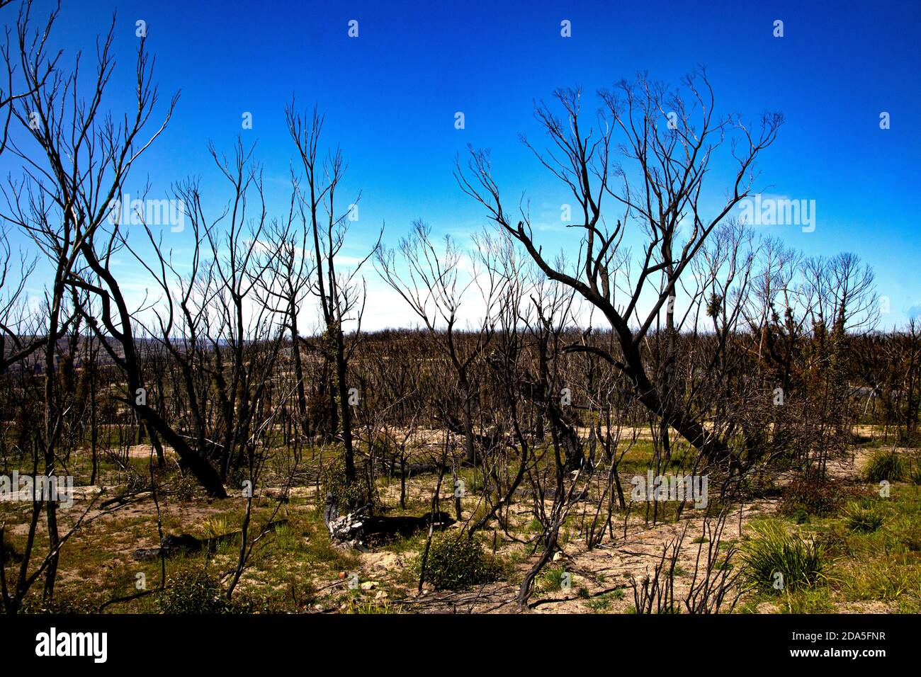 The stark landscape shows trees destroyed by recent bushfires in Southern New South Wales, during the Australian summer months Stock Photo