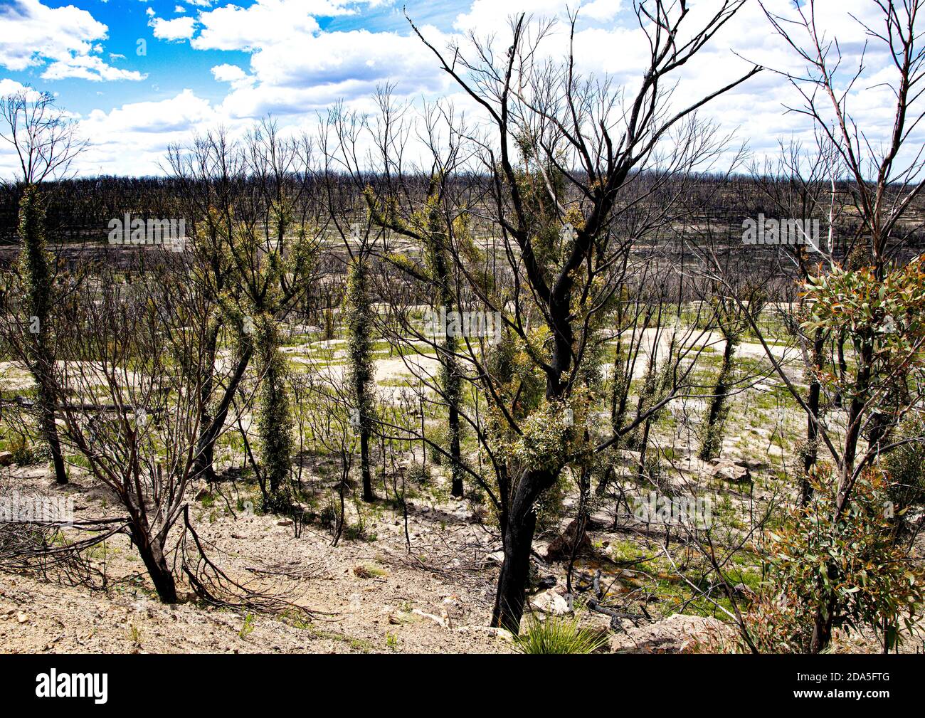 Trees slowly recovering from the recent bushfires that devastated southern New South Wales during the 2020 Australian summer Stock Photo