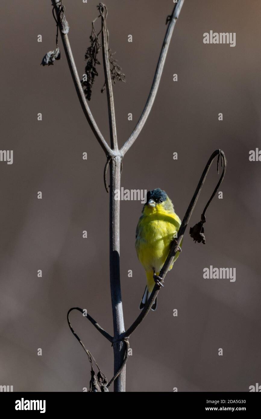 Cute male Lesser Goldfinch bird clings tightly to tree branch while ...