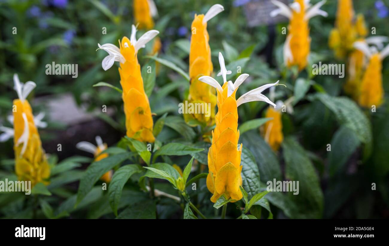 Golden Candle” Flower, Close up - Acanthus Family (Acanthaceae) Peru Stock Photo