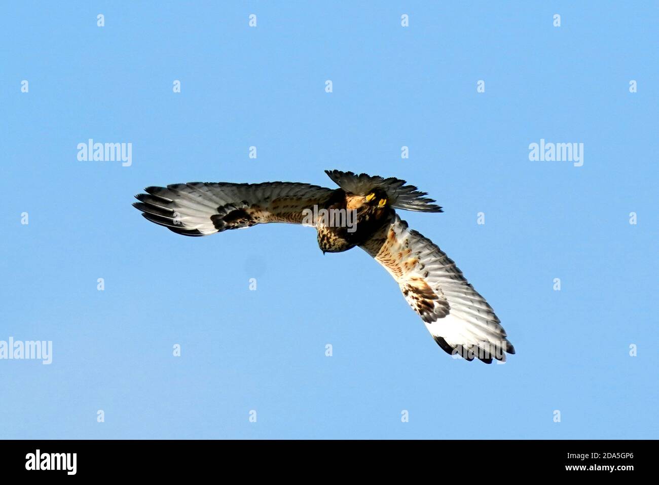 Rough Legged Hawk Juveniles and adults Stock Photo