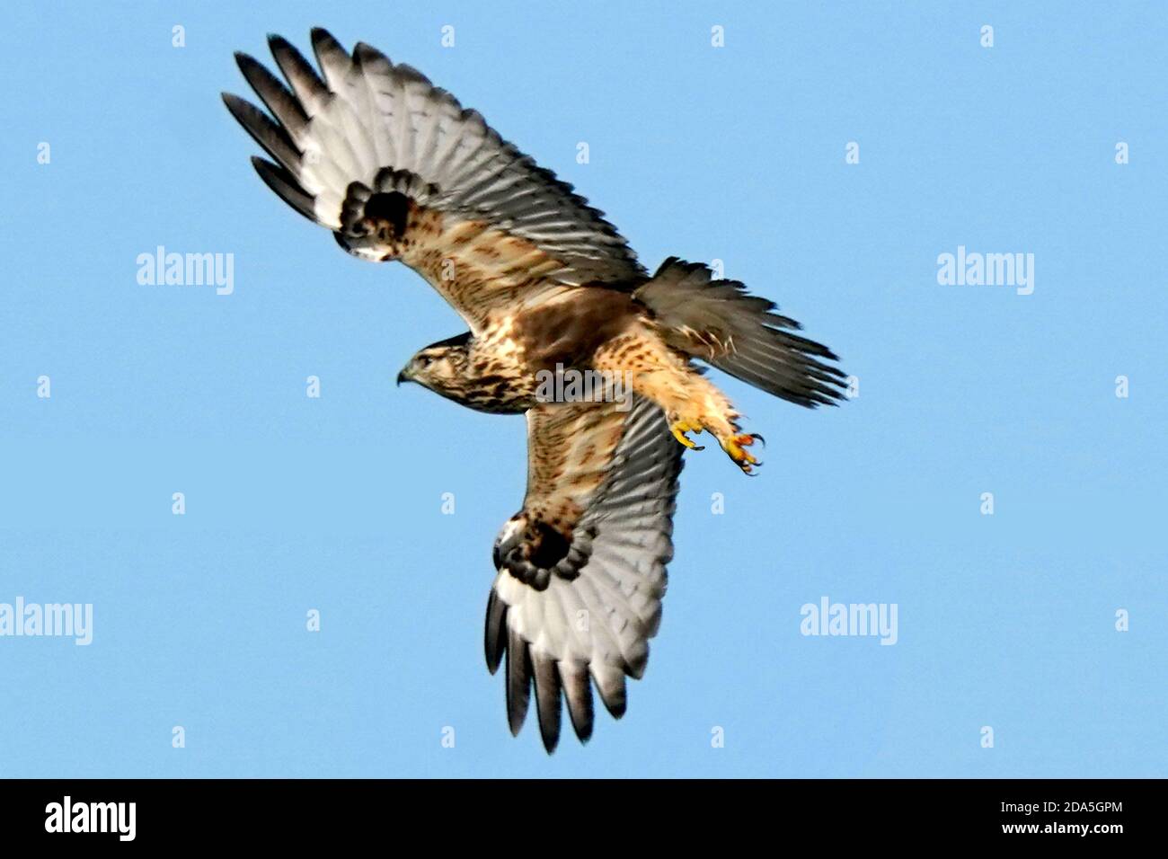 Rough Legged Hawk Juveniles and adults Stock Photo