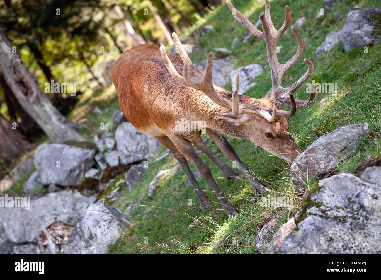 Frontview of a stag eating Stock Photo Alamy