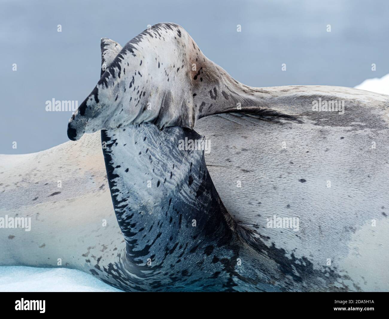 An adult male leopard seal, Hydrurga leptonyx, hauled out on ice in Girard Bay, Antarctica. Stock Photo
