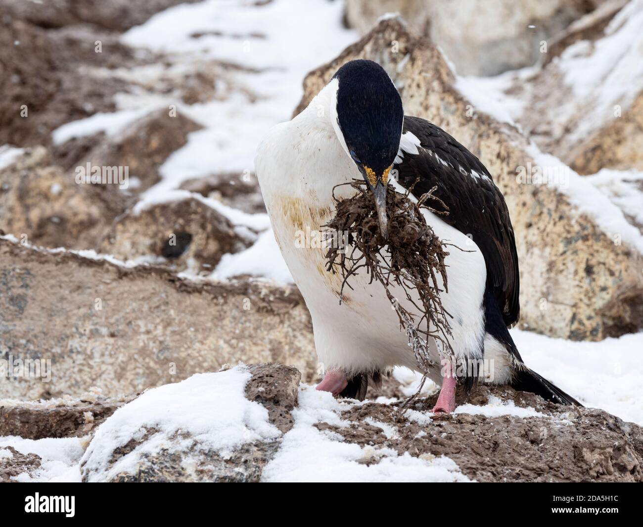 An adult Antarctic shag, Leucocarbo bransfieldensis, gathering nesting material on Paulet Island, Weddell Sea, Antarctica. Stock Photo