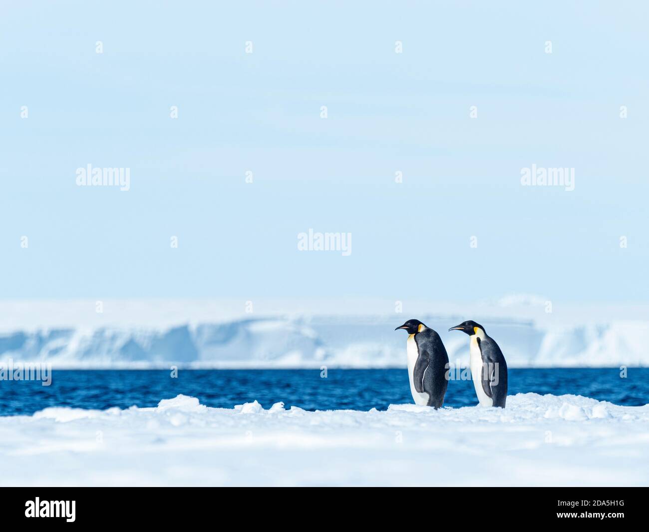 Adult emperor penguins, Aptenodytes forsteri, hauled out on ice near Snow Hill Island, Weddell Sea, Antarctica. Stock Photo