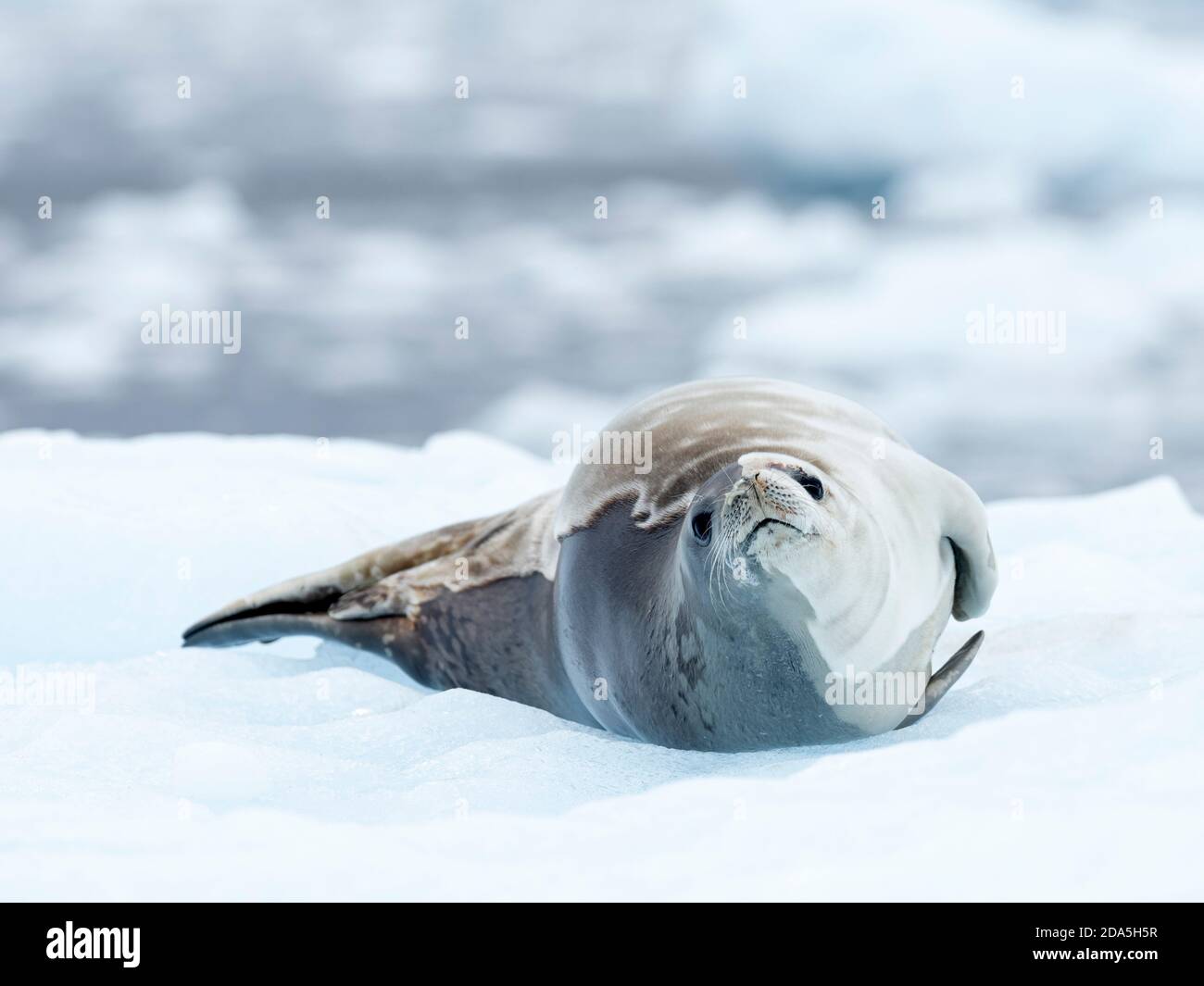 Adult crabeater seal, Lobodon carcinophaga, Girard Bay, Antarctica. Stock Photo