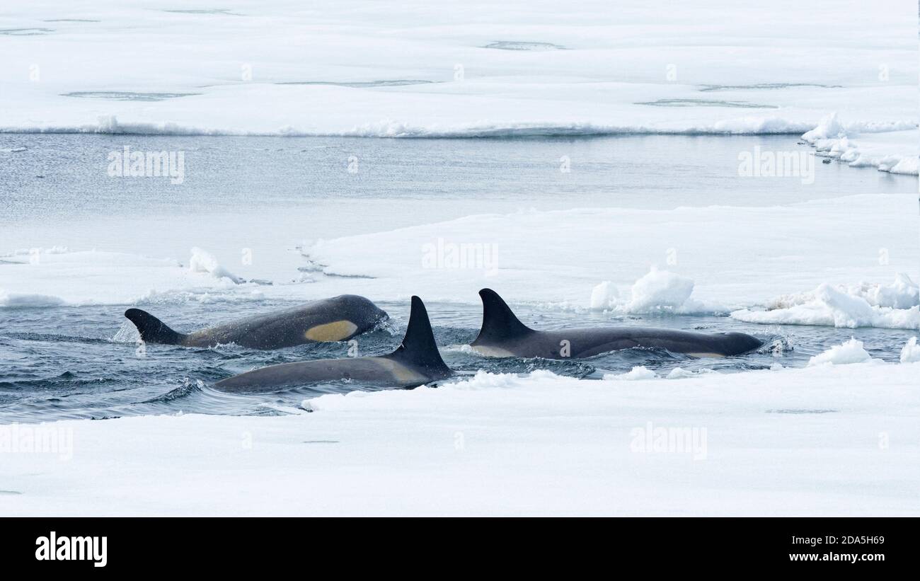 Type Big B killer whales, Orcinus orca, searching ice floes for pinnipeds in the Weddell Sea, Antarctica. Stock Photo