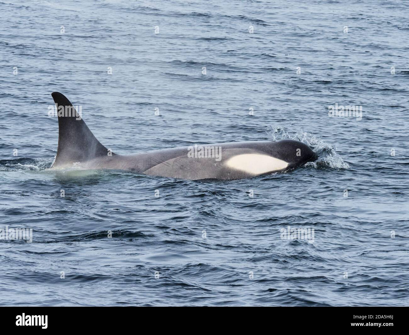 Type Big B killer whale, Orcinus orca, searching ice floes for pinnipeds in the Weddell Sea, Antarctica. Stock Photo