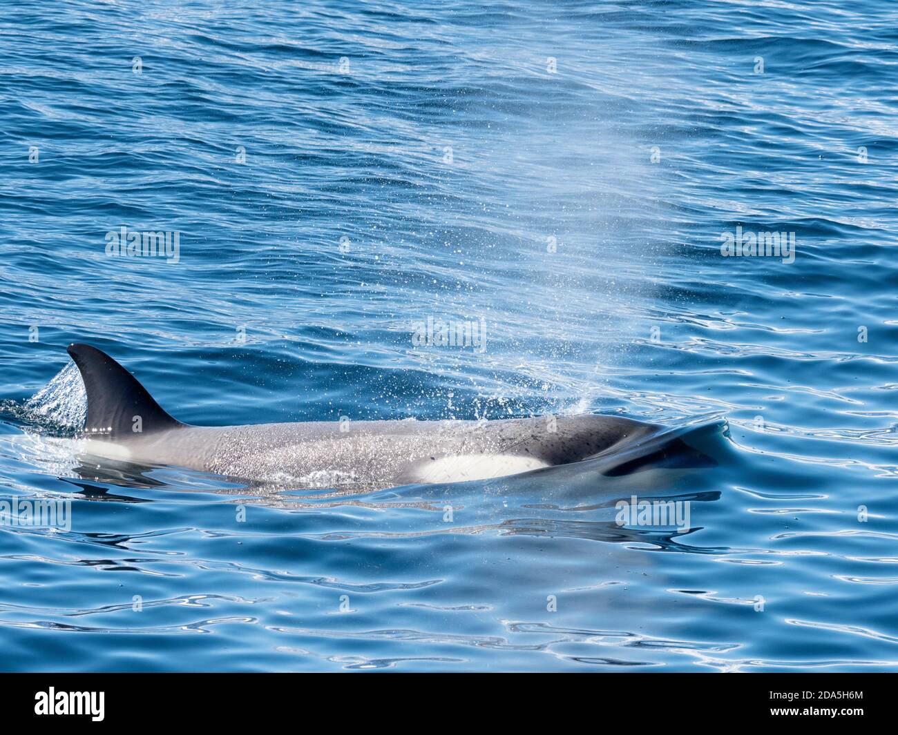 Type Little B killer whale, Orcinus orca, surfacing in the Gerlache Strait, Antarctica. Stock Photo