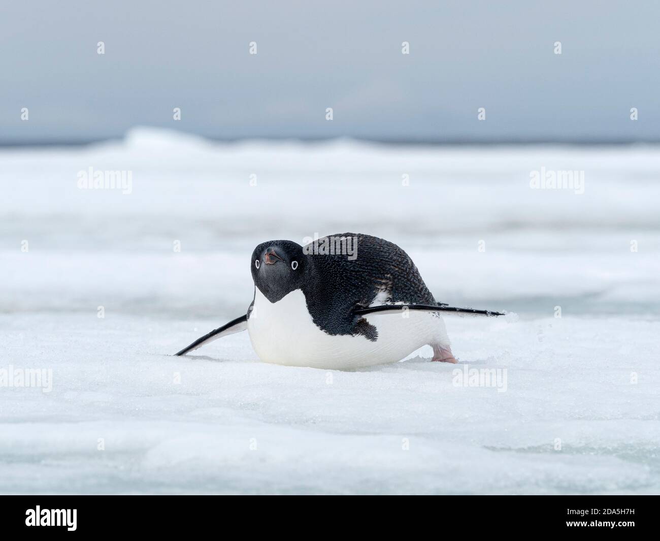 Adélie penguin, Pygoscelis adeliae, on fast ice near Devil Island, Weddell Sea, Antarctica. Stock Photo