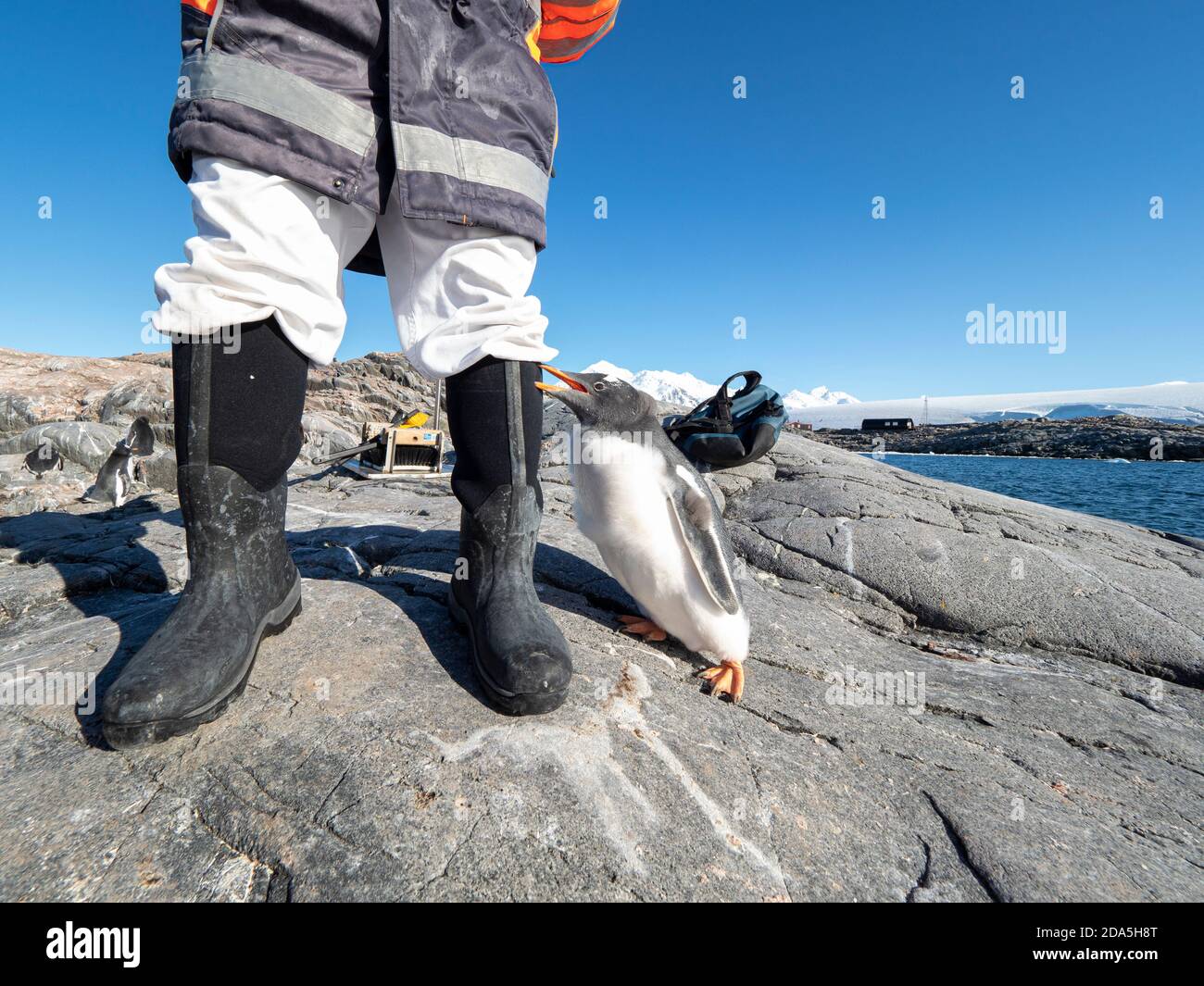 Curious gentoo penguin chick, Pygoscelis papua, at Jougla Point, Wiencke Island, Antarctica Stock Photo