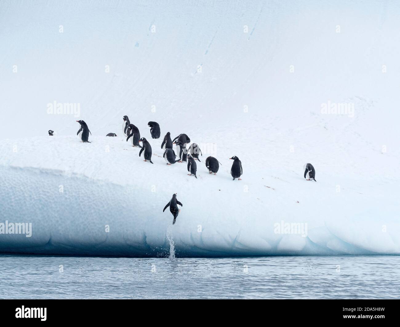 Gentoo penguins, Pygoscelis papua, leaping on ice in the Sprightly Islands, Hughes Bay, Antarctica. Stock Photo