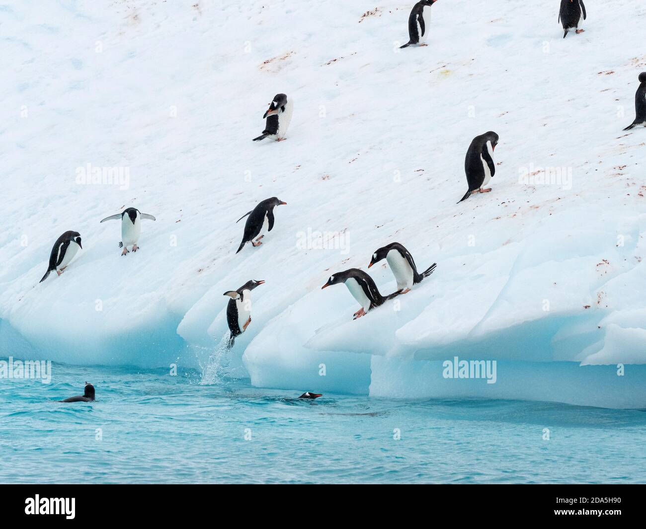 Gentoo penguins, Pygoscelis papua, leaping on to ice near Booth Island, Antarctica. Stock Photo