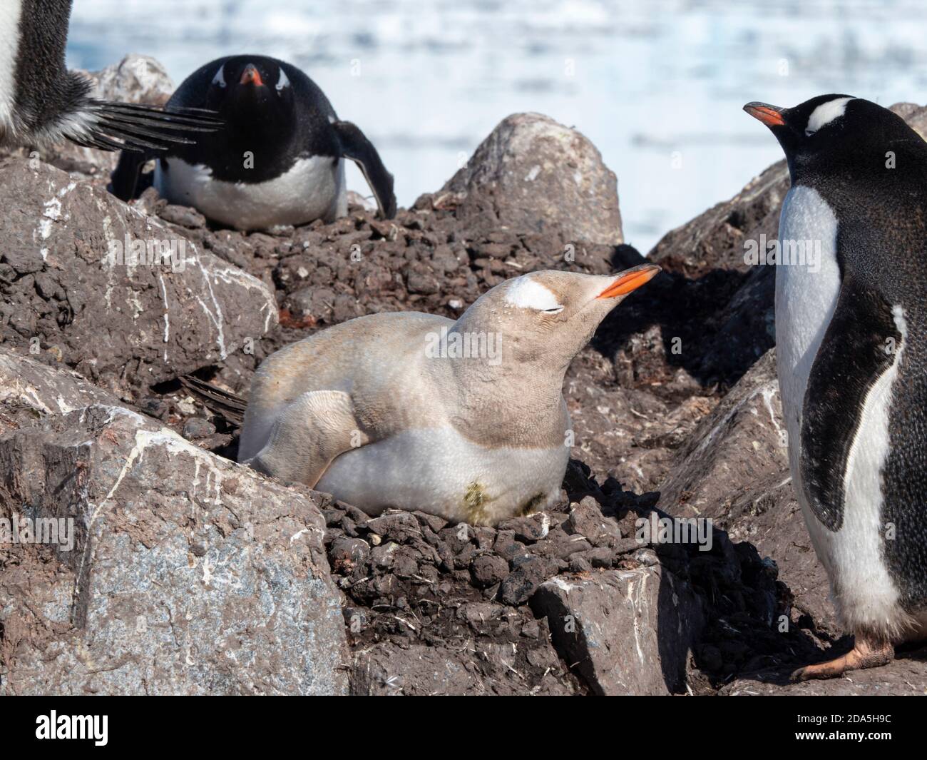 A leucistic gentoo penguin, Pygoscelis papua, showing lack of melanin nesting at the Chilean Base Gonzalez Videla, Antarctica. Stock Photo