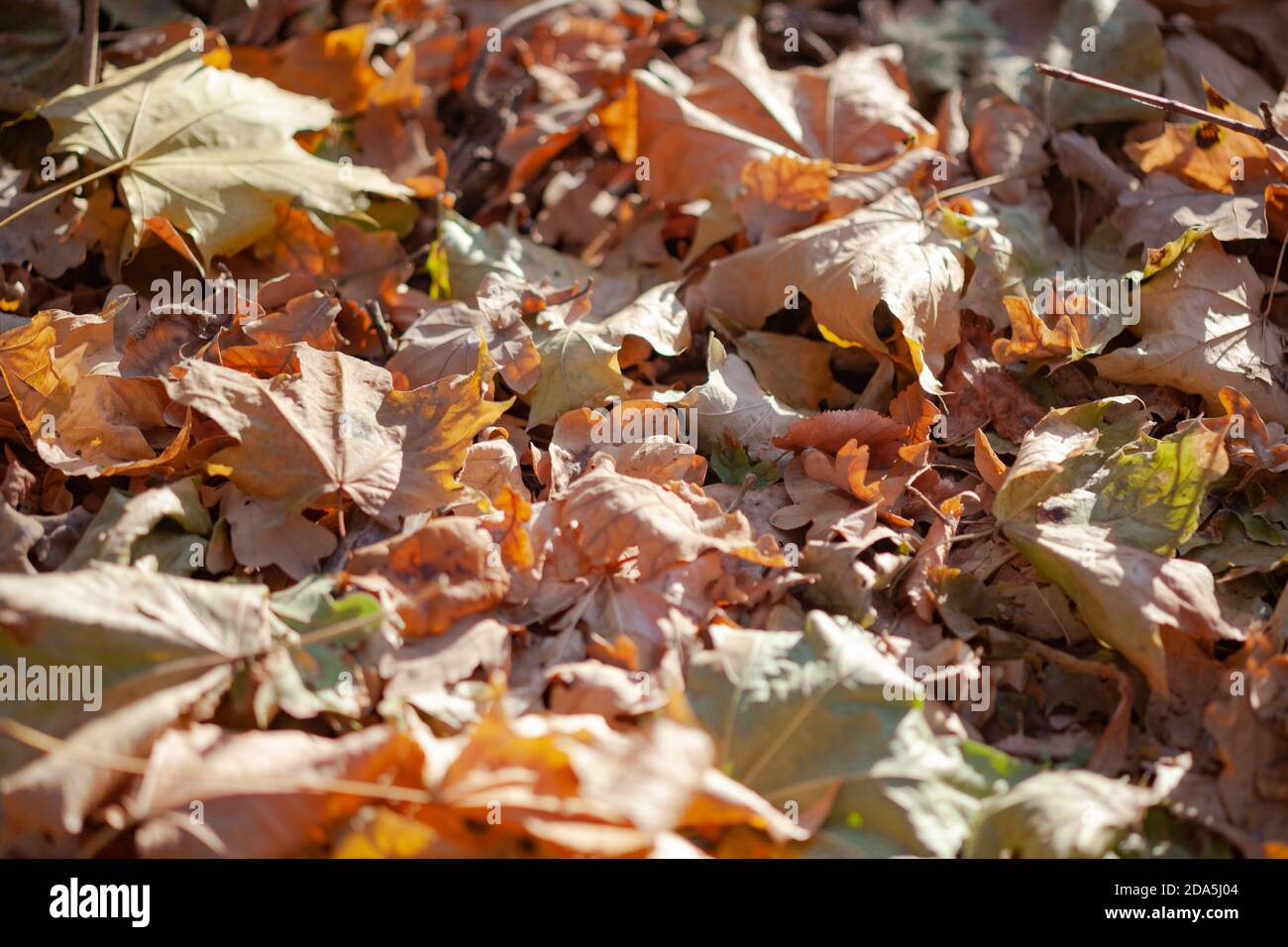 yellow maple leaves on the ground Stock Photo - Alamy
